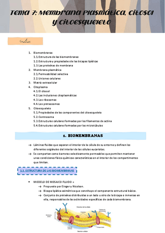 APUNTES-TEMA-7.pdf