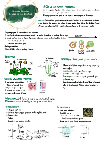 Tema-5-botanica.pdf