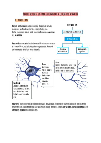 BIO LABURPENA NERBIO-SISTEMA/SISTEMA-ENDOKRINO/LOKOMOZIO APARATUA DBH 3.pdf