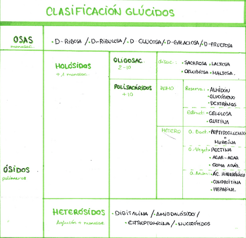 APUNTES-BIO-TEMA-2-GLUCIDOS.pdf