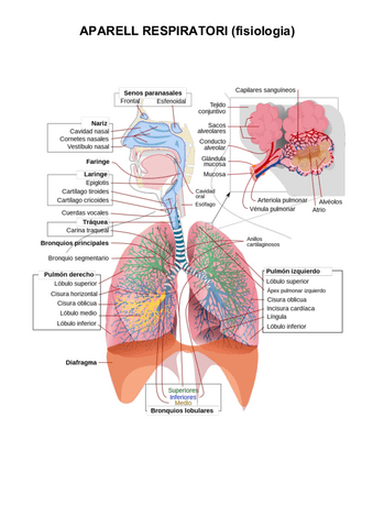 Aparell-respiratori-resumen.pdf