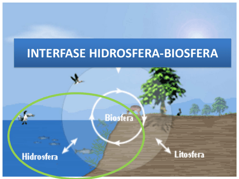 Tema-6.-Interfase-Hidrosfera-Biosfera.pdf