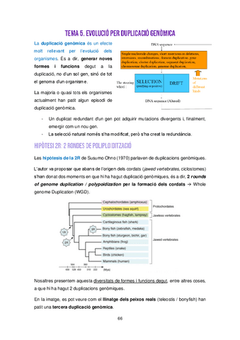 Tema-5-Evolucio-Duplicacio-genomica.pdf