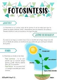 Fotosintesis.jpeg