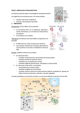 5.-organulos-citoplasmaticos.pdf
