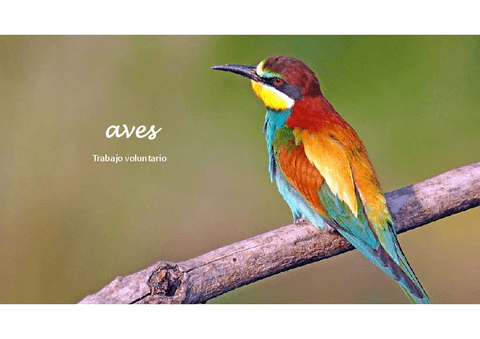 aves.pdf