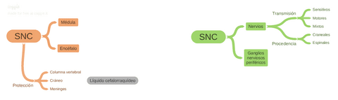 Sistema-nervioso-central-y-periferico.pdf