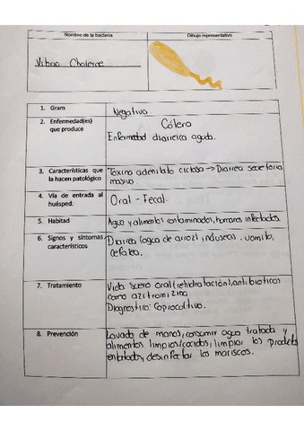 Vibrio-cholerae.pdf