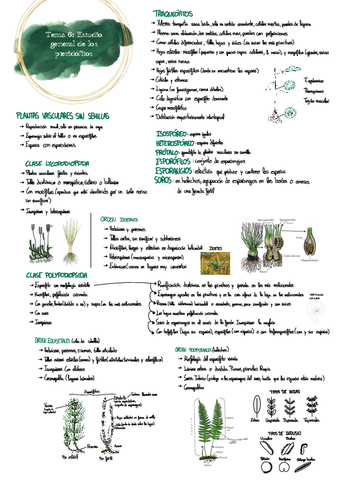 Tema-6-botanica.pdf