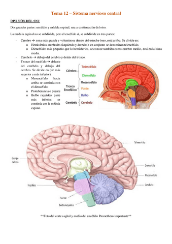 Tema-12-Sistema-nervioso-central.pdf