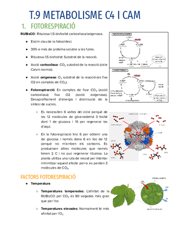T.9-METABOLISME-C4-I-CAM.pdf