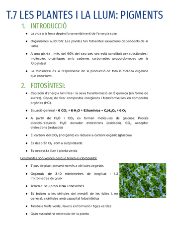 T.7-LES-PLANTES-I-LA-LLUM.pdf