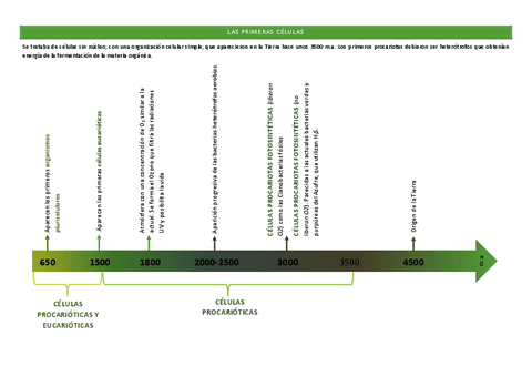 LAS-PRIMERAS-CELULAS.pdf