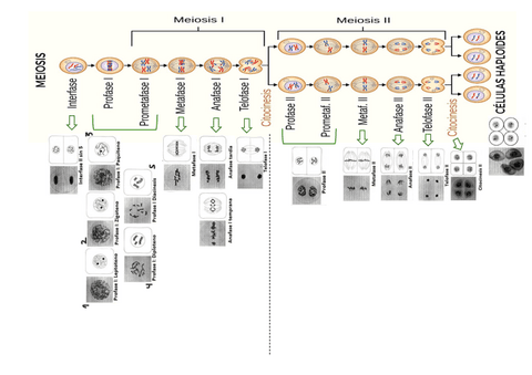 MEIOSIS.pdf