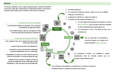 MITOSIS.pdf