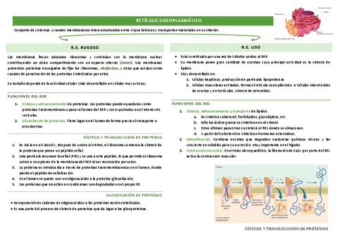 RETICULO-ENDOPLASMATICO.pdf