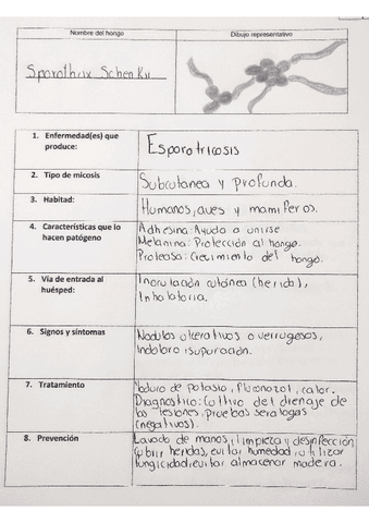 sporthrix-schenkii.pdf