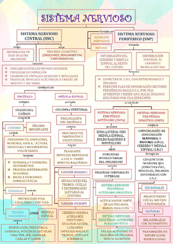 ESQUEMA-SISTEMA-NERVIOSO.pdf