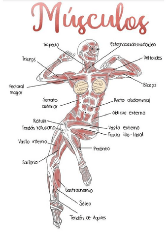 Esquema de los MUSCULOS.pdf