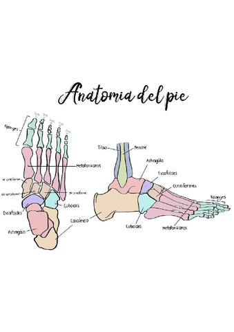 Grafico ANATOMIA DEL PIE.pdf