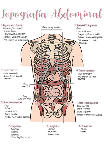Esquema grafico de cuadrantes abdominales.pdf