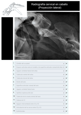 Todas-mis-radiografias-resueltas.pdf