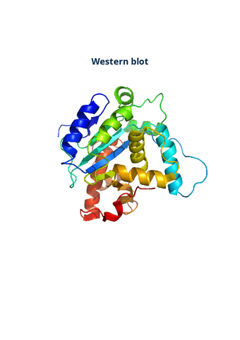 western-blot-1.pdf