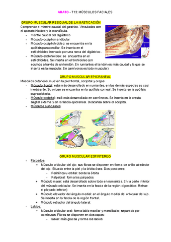 Anato T13 Pdf