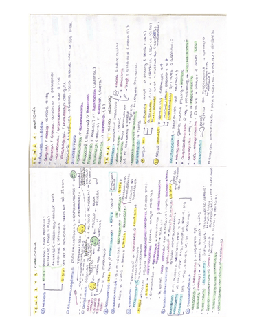 Resumenes-Anatomia-T1-T26.pdf
