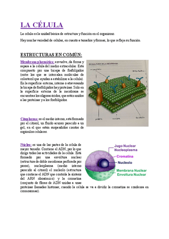 Organizacion-general-del-cuerpo.pdf