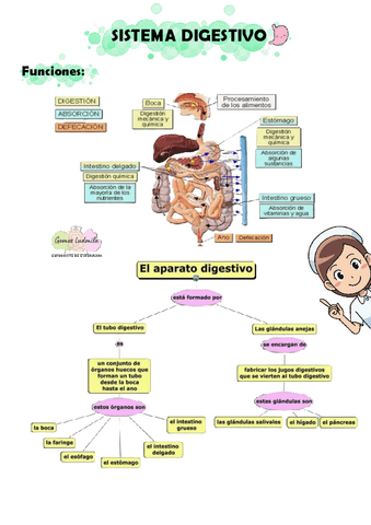 sistema-digestivo-16.pdf