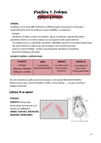 Practicas Zoología-COMPLETAS-corregidas.pdf