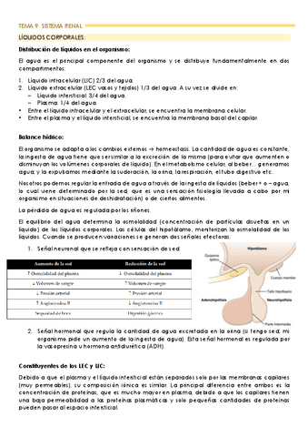 TEMA-9-sistema-renal.pdf