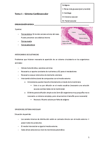 Tema-1-Sistema-Cardiovascular.pdf
