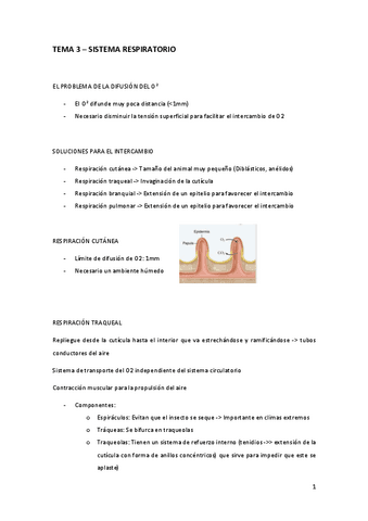 Tema-3-Sistema-Respiratorio.pdf