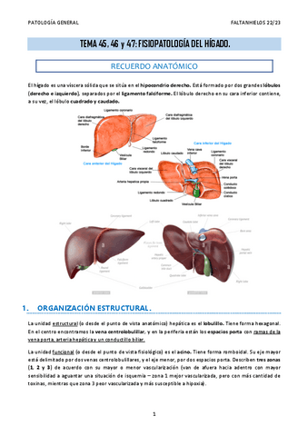 45-46-47.-Fisiopatologia-del-higado.pdf