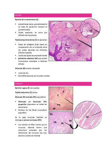 prácticas-histología 2023.pdf