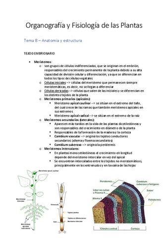 Organografía-Plantas.pdf