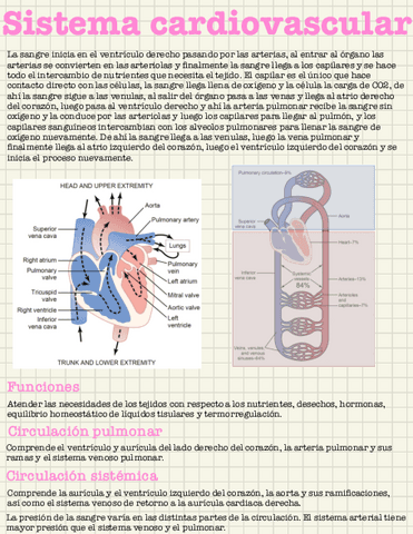 Apuntes-sistema-cardiovascular.pdf