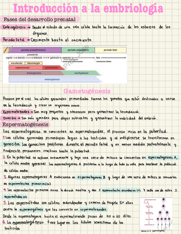 Apuntes-embriologia.pdf