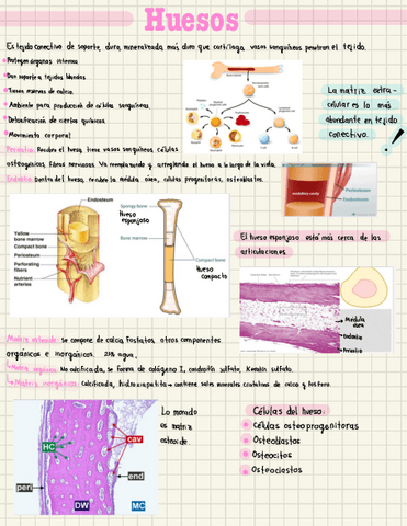 Apuntes-huesos.pdf