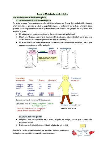 Tema-4-Metabolisme-dels-lipids.pdf