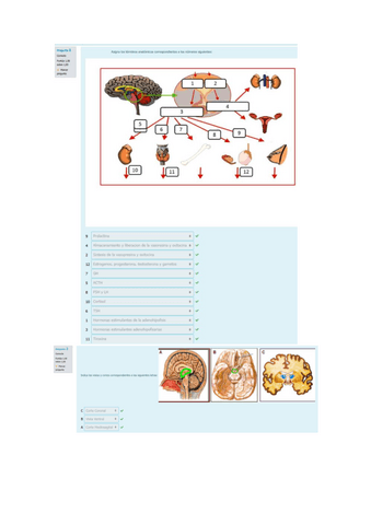 EXAMEN BLOQUE 2 F. PSICOBIOLOGÍA II.pdf