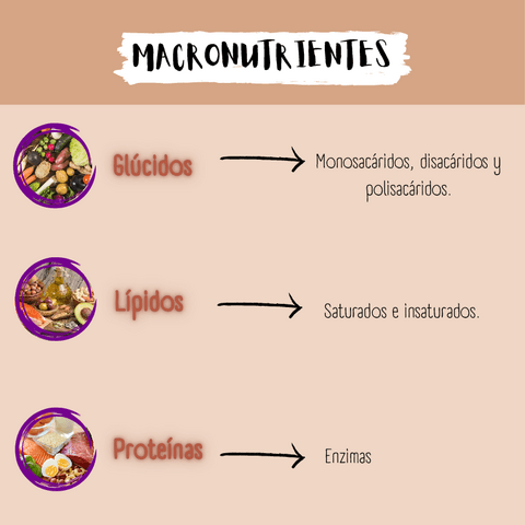 Macronutrientes.pdf