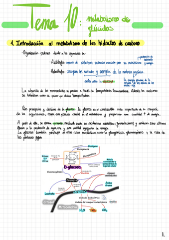 Tema-10-Metabolismo-De-Glucidos.pdf