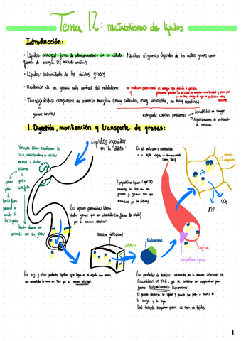 Tema-12-Metabolismo-De-Lipidos-SIN-ACABAR.pdf