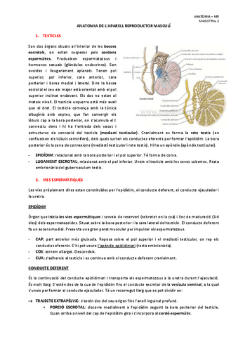 MAGISTRAL-2-ANATOMIA-DE-LAPARELL-REPRODUCTOR-MASCULI.pdf