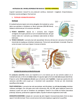 MAGISTRAL-2-HISTOLOGIA-REPRODUCTOR-MASCULI.pdf