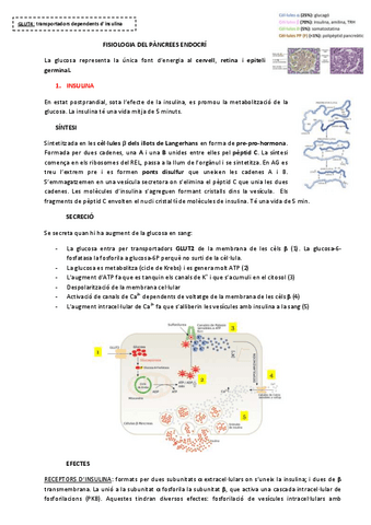 MAGISTRAL-10-FISIOLOGIA-DEL-PANCREES-ENDOCRI.pdf