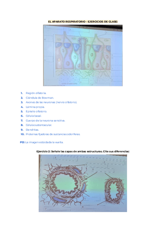 Quinielas-Del-Aparato-Respiratorio.pdf